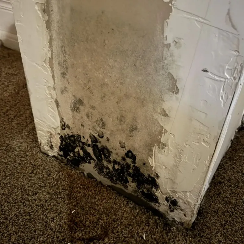 Professional Mold Removal in Avon, MA